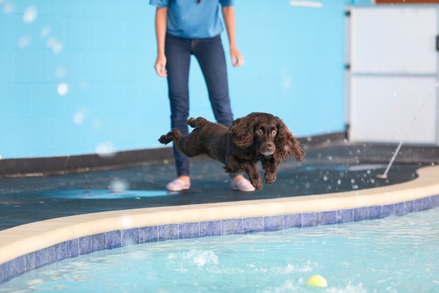 Dog enjoying pool time in our luxury dog boarding facility in Jacksonville, FL.
